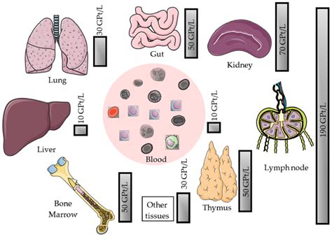 High Neutrophils Low Lymphocytes