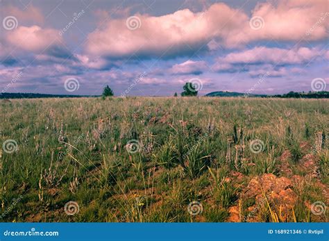 South African Grass Field and Sky Landscape Stock Photo - Image of blue ...