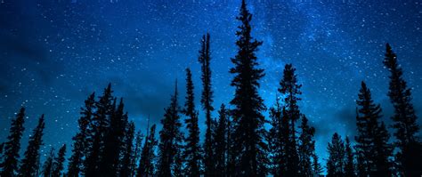 Download wallpaper 2560x1080 trees, starry sky, night, dark, sky dual ...