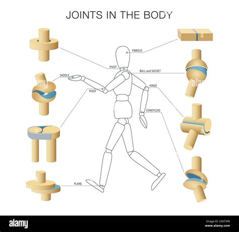Bone classification hi-res stock photography and images - Alamy