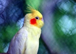 Parrot birds poster, Birds poster , POSTER, ANIMALS Poster for Wall ...