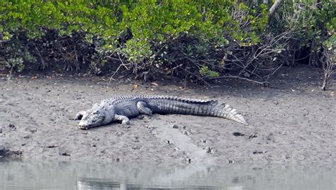 Exploring the Mystical Beauty of the Sundarbans with a 1-Night 2-Days ...