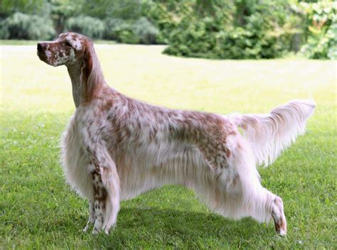 English Setter - All Big Dog Breeds