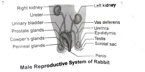 How To Draw Male Reproductive System Of Rabbit