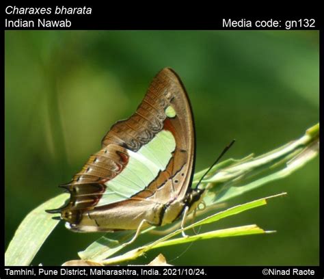 Charaxes bharata C. & R. Felder, [1867] - Indian Nawab | Butterfly