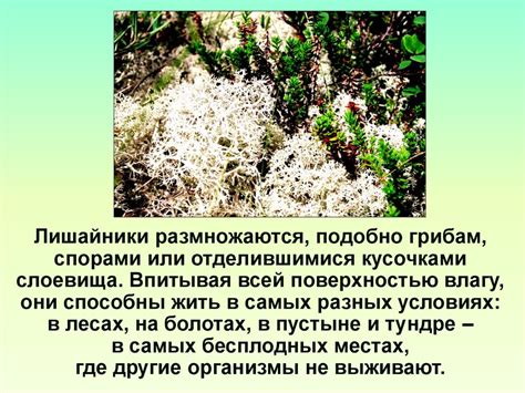 Лишайники. Значение лишайников в природе - презентация онлайн