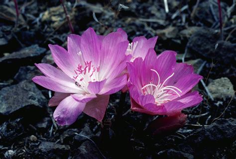 What Are Bitterroot Plants at Erika Nelson blog