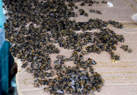 Premium Photo | A large congestion of bees on a sheet of cardboard ...