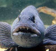 Image result for wolfish