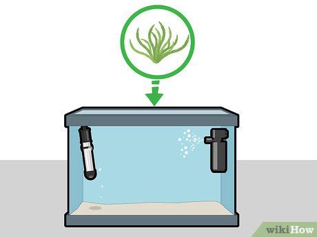 How to Grow Java Moss 的图像结果