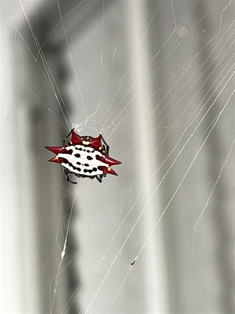 Gasteracantha cancriformis (Spiny-backed Orb-weaver) in Key West ...