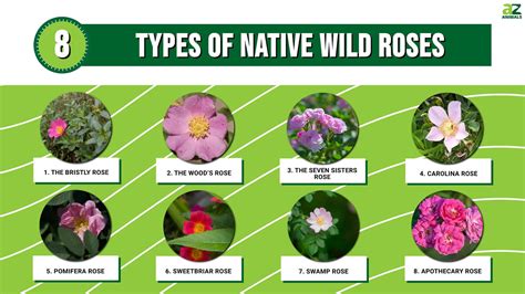 What Is A Rose Species at Oscar Nimmo blog