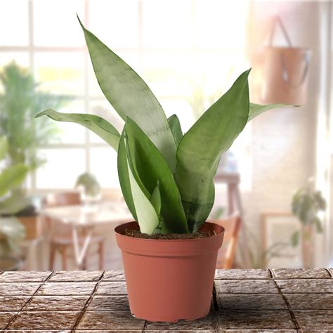Air Purifier Indoor Silver Snake Plant with Pot ( Set of 2 ...