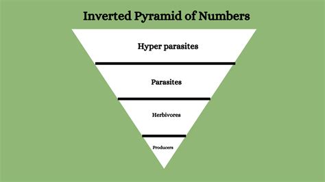 Image result for Ecological Pyramids Explained