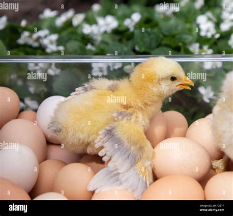 Chick in egg box hi-res stock photography and images - Alamy