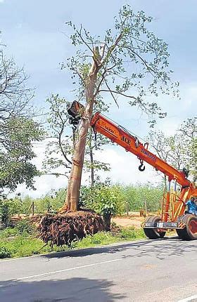 Over 4,000 trees to be translocated for two elevated corridors in Hyderabad