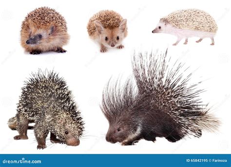 Porcupine And Hedgehog