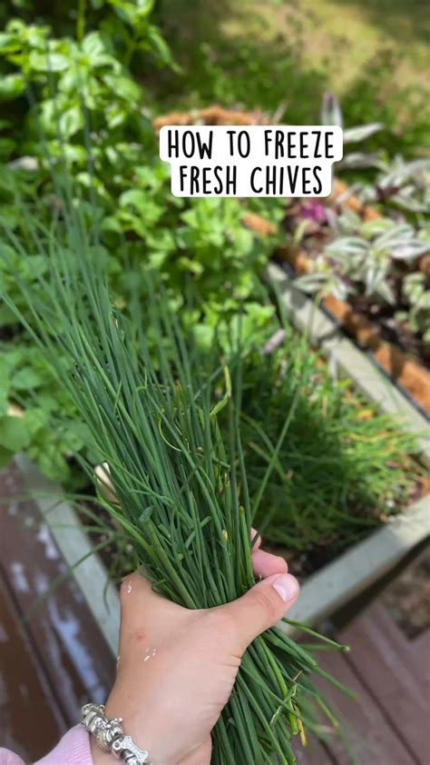 How to get rid of dandelion weeds – Artofit