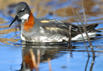 Red-necked Phalarope - Phalaropus lobatus - Scolopacidae - Birds of ...