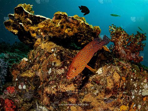 海洋 的图像结果