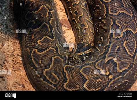 Large Python Snake 的图像结果