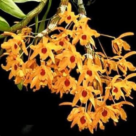 Dendrobium Chantaboon Sunrise – EXOTICA ORCHIDS