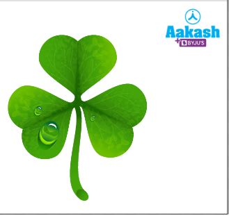 The Leaf: Types, Phyllotaxy, Modifications, Practice Problems, and FAQs ...