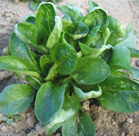 Herb Corn Salad Lambs Lettuce Mache | Herbs