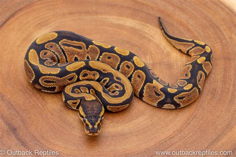 Wild Ball Python 的图像结果