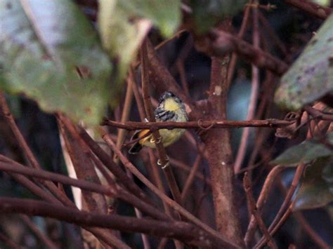 Guianan Warbling-Antbird - eBird