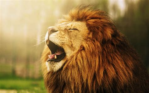 Image result for Lion Algorithm