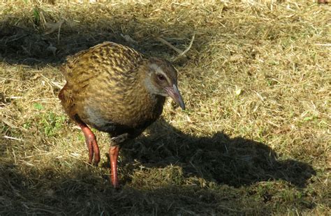 Bird & Travel Photos, Birding Sites, Bird Information: WEKA, BLUMINE/ORUAWAIRUA ISLAND, QUEEN ...