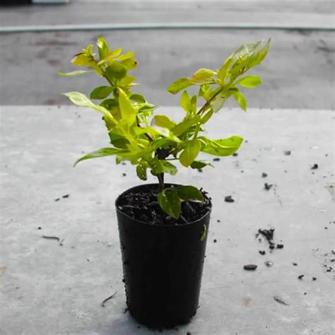 Golden Duranta Hedge (Duranta Sheenas Gold) - Plant – Lalit Enterprise