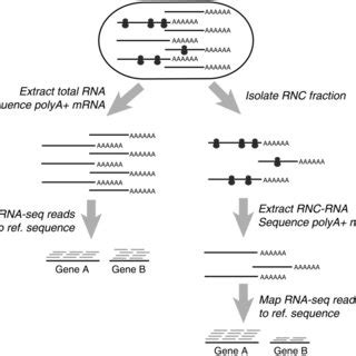 Transcriptome Procedure 的图像结果