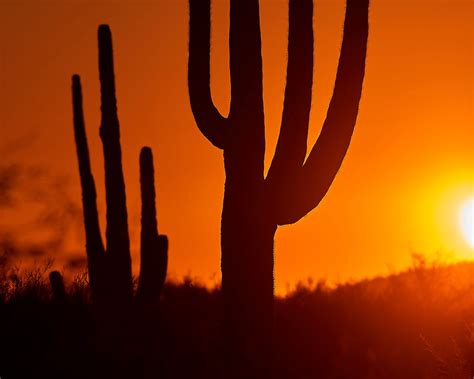 Download wallpaper 1280x1024 cacti, sunset, dusk, dark standard 5:4 hd ...