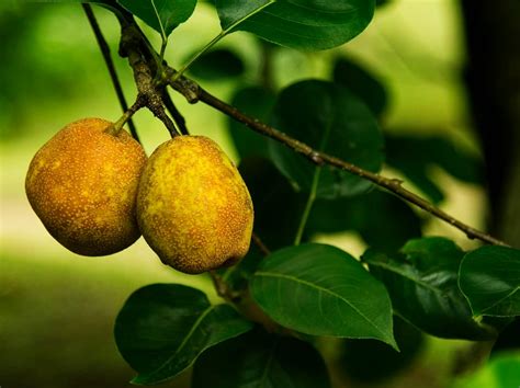 Online database of under-the-radar food species aims to promote ...