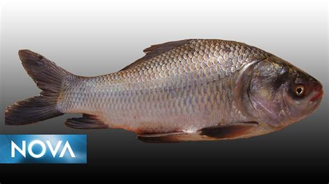 Scale Fish Vs Non Scale Fish at Colin Jetton blog
