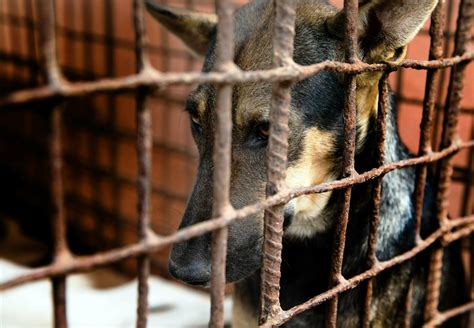 Rescue Dog Lavery - FOUR PAWS International - Animal Welfare Organisation