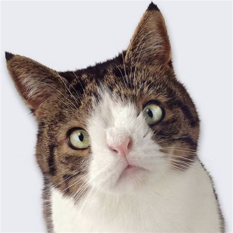 Pictures Of Cats With Down Syndrome