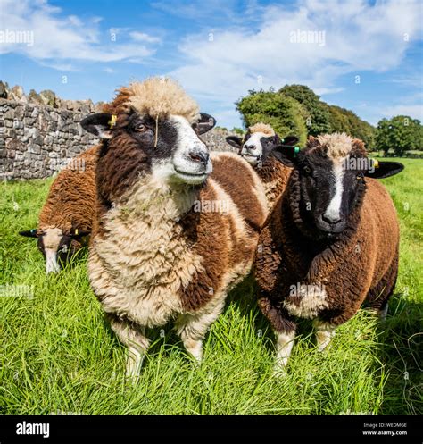 White nosed sheep hi-res stock photography and images - Alamy