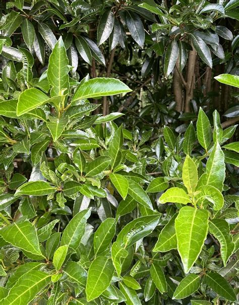 20 ft tall shrub scree : r/whatsthisplant