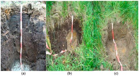 Chemical and Phytocoenological Characteristics of Two Different Slovak ...