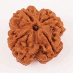 Senroar Four Face Rudraksha (4 Mukhi Rudraksh) Nepal Wood Pendant Price ...