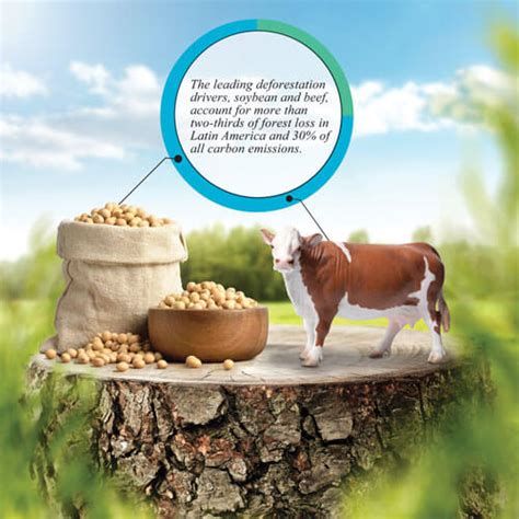 Cover Story | Global Oil & Fats Business Online – gofbonline.com