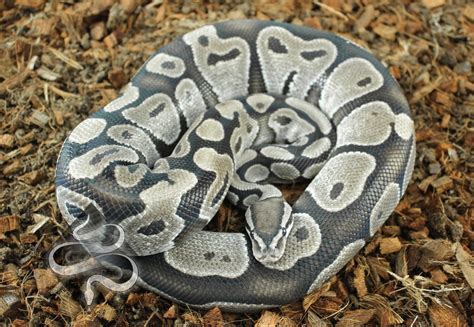 Image result for Beautiful Ball Python