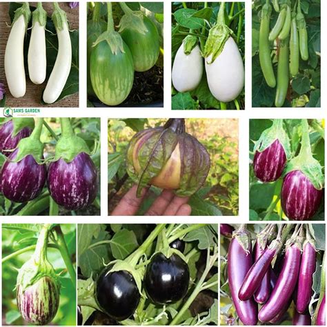Sams Garden Store Brinjal Seeds for Home Garden