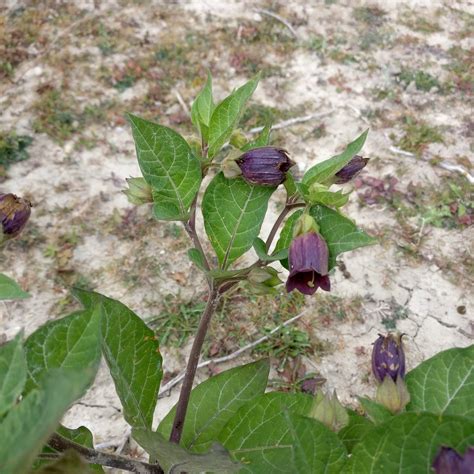 Deadly Nightshade Plants
