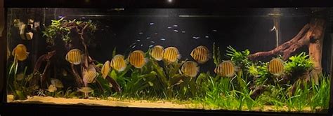 Image result for Low-Tech Discus Tanks