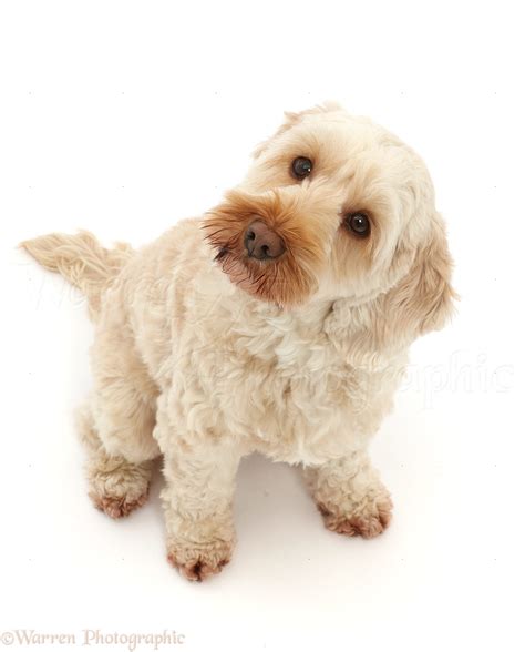 Image result for Old Cockapoo