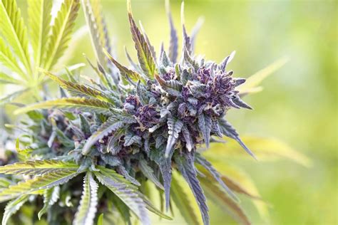 10+ Best Purple Weed Strains (Indica, Sativa, Hybrids & Growing Tips)